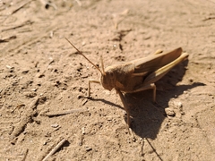 Schistocerca flavofasciata