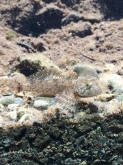 Cottus beldingii