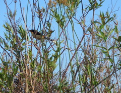Donacobius atricapilla