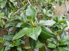 Rhizophora mangle