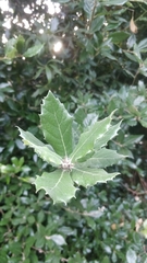 Quercus ilex