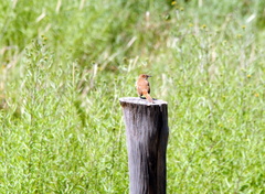Phacellodomus striaticeps
