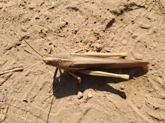 Schistocerca flavofasciata