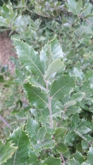 Quercus ilex