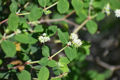 Euphorbia tomentulosa