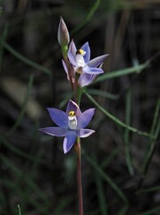 Thelymitra alcockiae