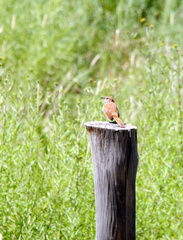 Phacellodomus striaticeps