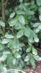 Quercus ilex