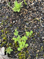 Hydrocotyle callicarpa