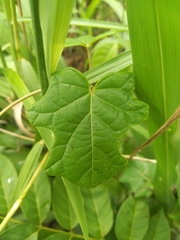 Stigmaphyllon angulosum