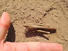 Schistocerca flavofasciata