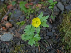 Ranunculus eschscholtzii