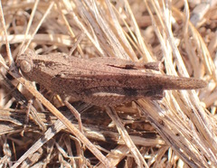 Lactista gibbosus