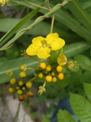 Stigmaphyllon angulosum