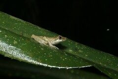 Scinax perpusillus