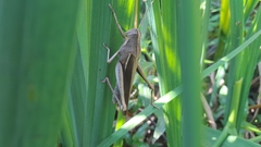 Schistocerca flavofasciata