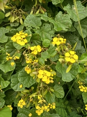 Stigmaphyllon angulosum