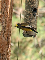 Coccothraustes vespertinus