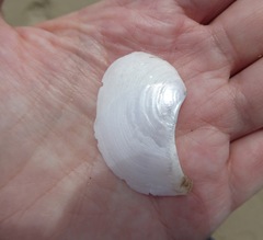 Heteroclidus punctatus