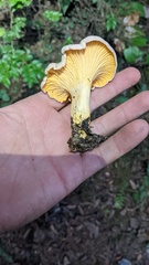 Cantharellus roseocanus