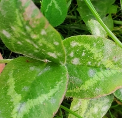 Erysiphe trifoliorum