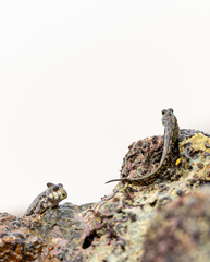 Alticus arnoldorum