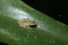 Scinax perpusillus