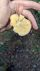 Cantharellus roseocanus