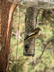 Coccothraustes vespertinus