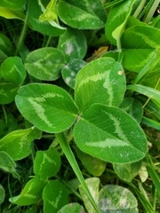 Erysiphe trifoliorum