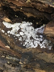 Ceratiomyxa fruticulosa