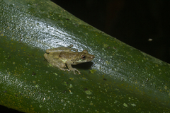 Scinax perpusillus