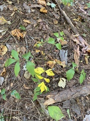 Xanthorhiza simplicissima