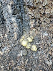 Buchwaldoboletus sphaerocephalus