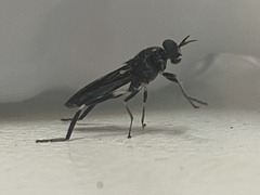 Exaireta spinigera