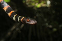 Oxyrhopus clathratus