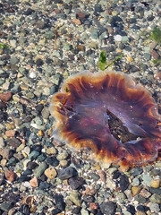 Cyanea ferruginea
