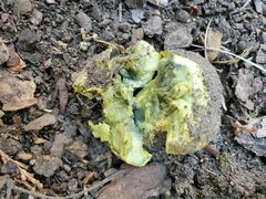 Buchwaldoboletus sphaerocephalus