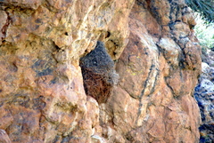 Phacellodomus striaticeps