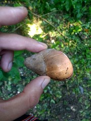 Megalobulimus oblongus