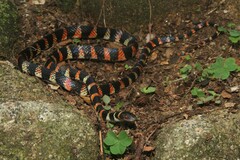 Oxyrhopus clathratus