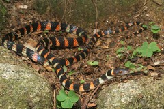 Oxyrhopus clathratus