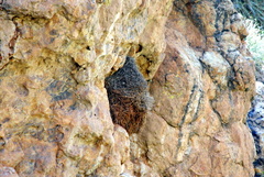 Phacellodomus striaticeps