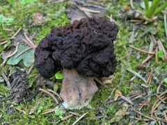 Gyromitra esculenta