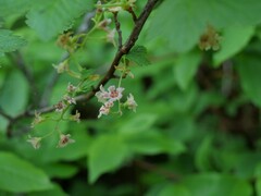 Ribes acerifolium