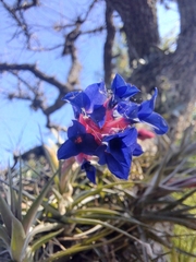 Tillandsia aeranthos