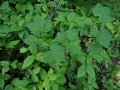 Ribes acerifolium