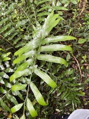 Asplenium oblongifolium