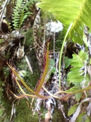Drosera binata