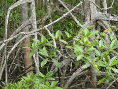 Rhizophora mangle